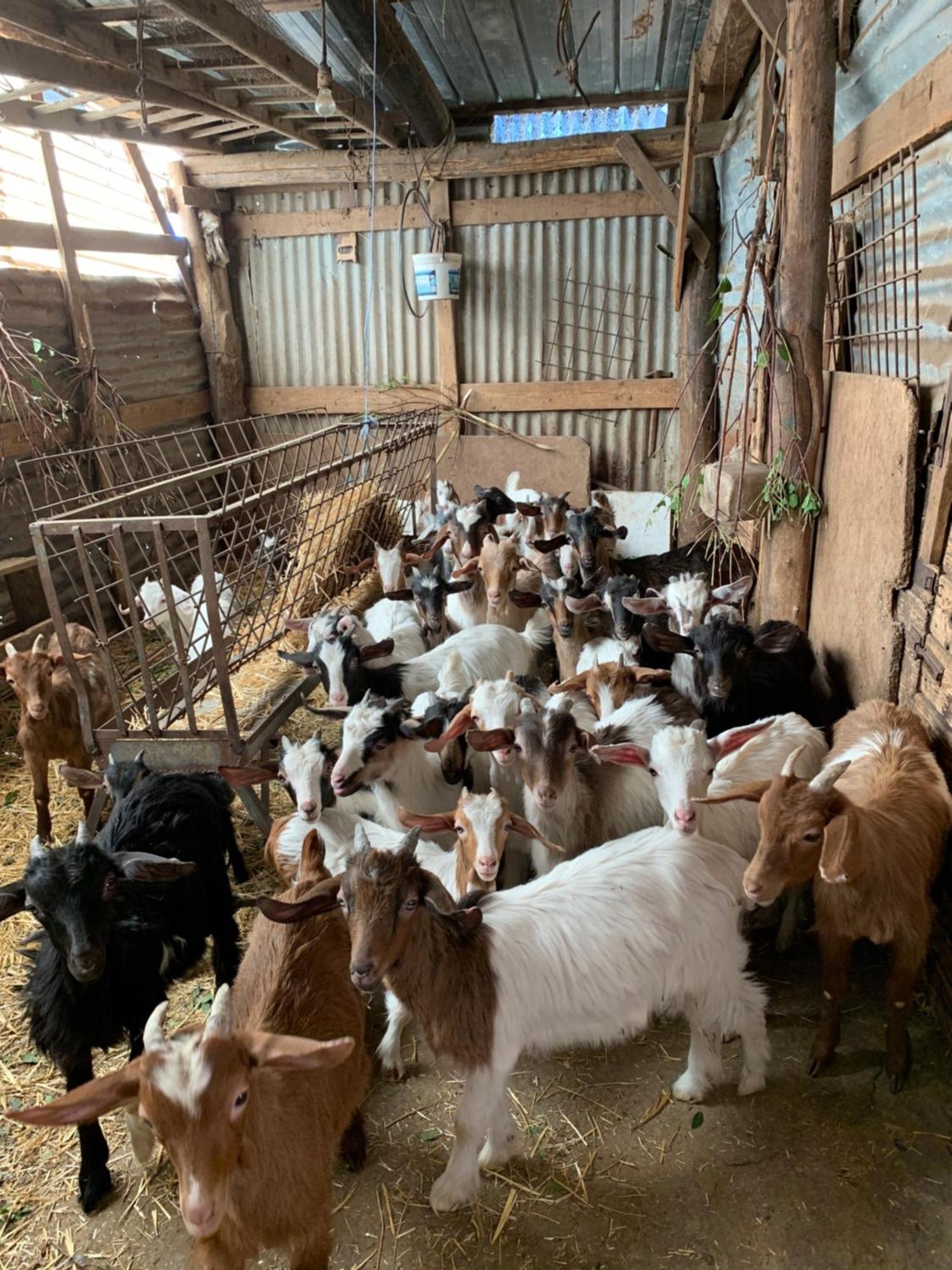 B&B Helga'S Agricampeggio Seùlo Eksteriør bilde